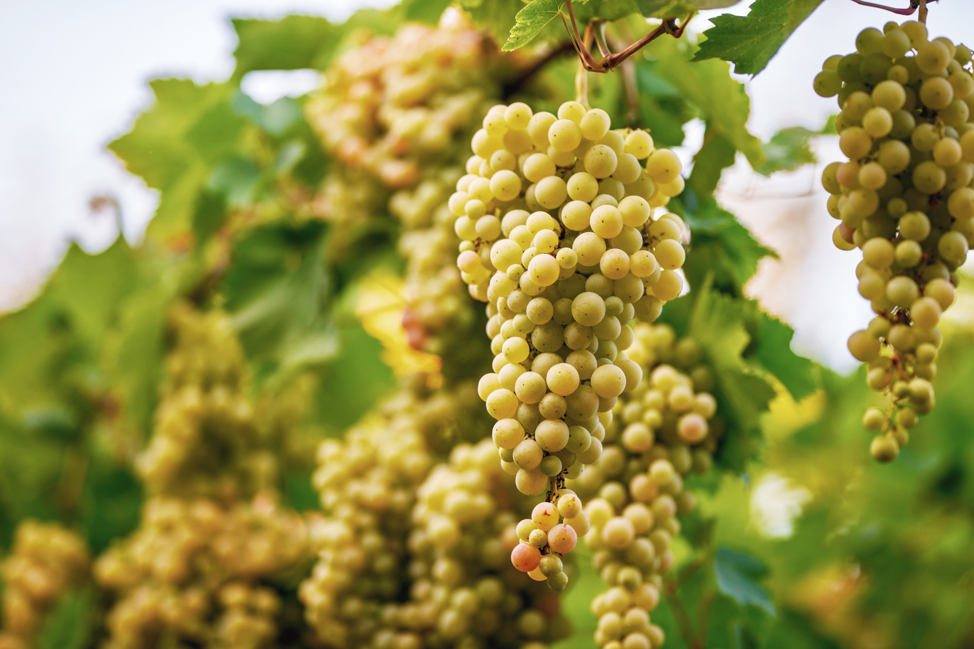 Is Champagne  A Sparkling Wine?